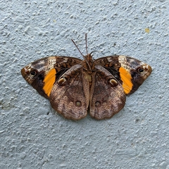 Brassolini