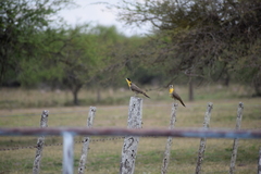 Colaptes campestris campestroides