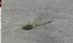 Rhionaeschna multicolor