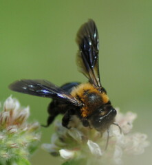 Andrena thoracica