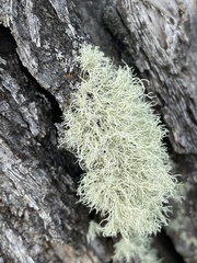 Usnea hirta