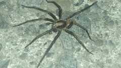 Uliodon albopunctatus