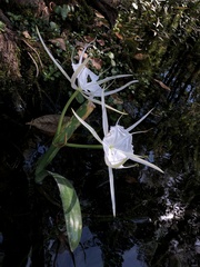 Hymenocallis
