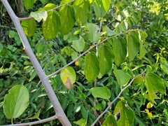 Celtis iguanaea