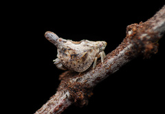 Mistharnophantia