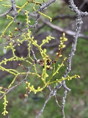 Misodendrum punctulatum