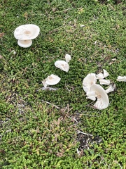 Melanoleuca verrucipes