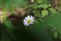 Aster shimadae