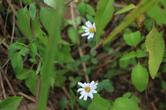 Aster shimadae