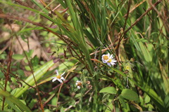 Aster shimadae