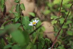 Aster shimadae