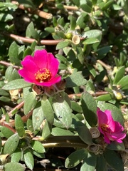Portulaca amilis