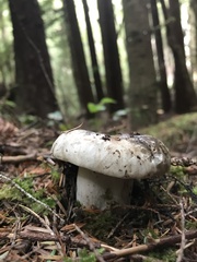 Russula dissimulans