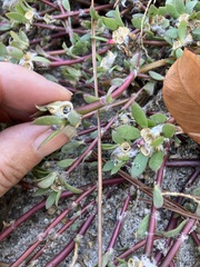 Portulaca amilis