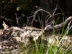 Egernia kingii