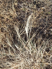 Chloris verticillata