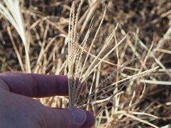 Chloris verticillata