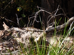 Egernia kingii