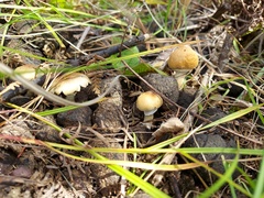 Psilocybe cubensis