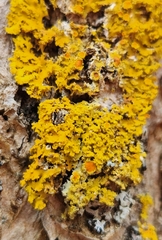 Candelaria fibrosa