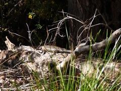 Egernia kingii