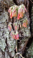Bryophyllum