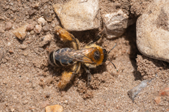 Dasypoda hirtipes