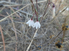 Acis autumnalis