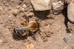 Dasypoda hirtipes