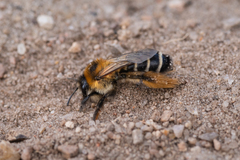 Dasypoda hirtipes
