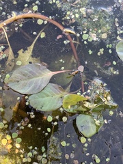 Ludwigia