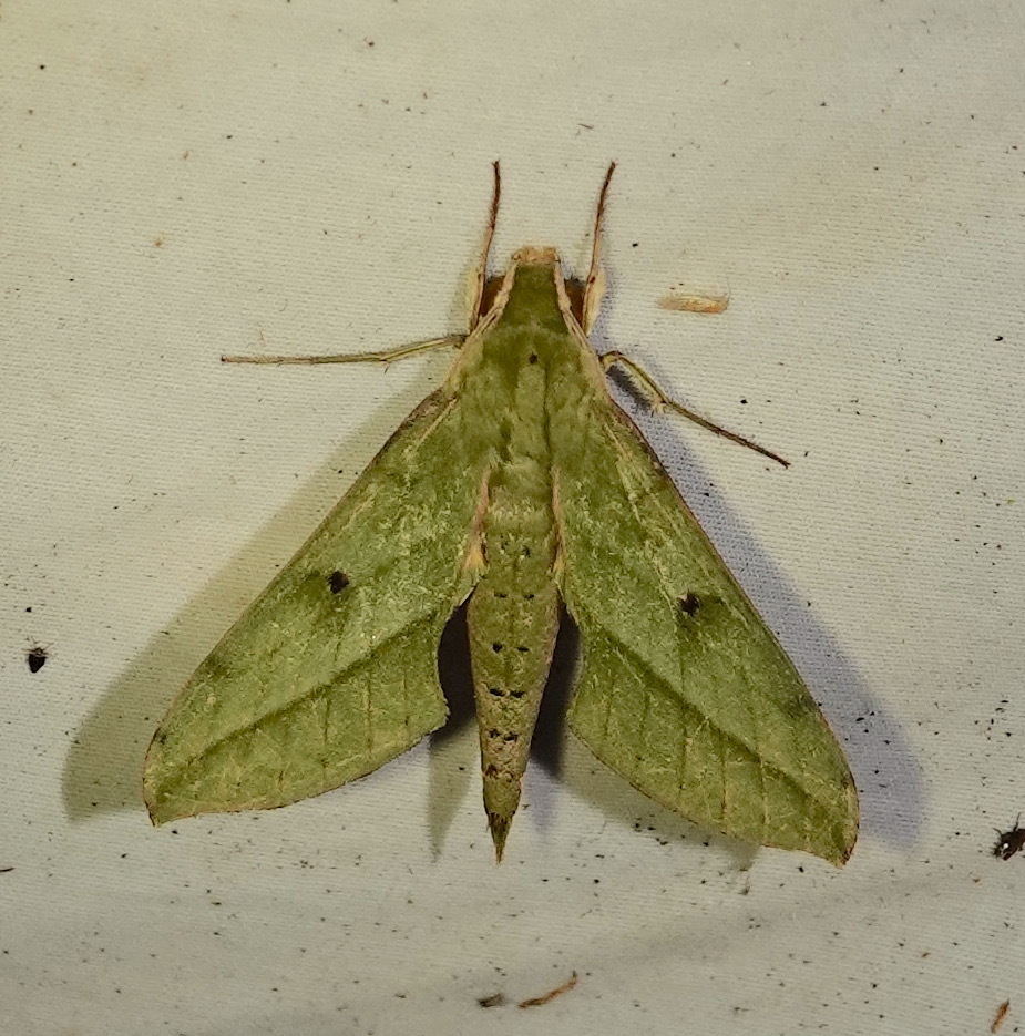 Xylophanes fassli