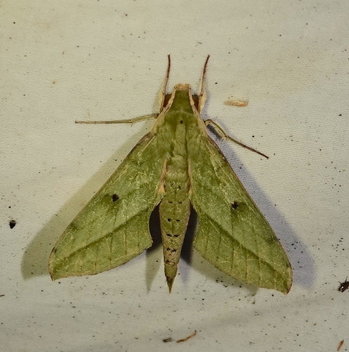 Xylophanes fassli