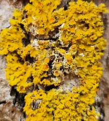 Candelaria fibrosa