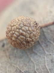 Acraspis quercushirta