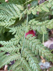 Dryopteris