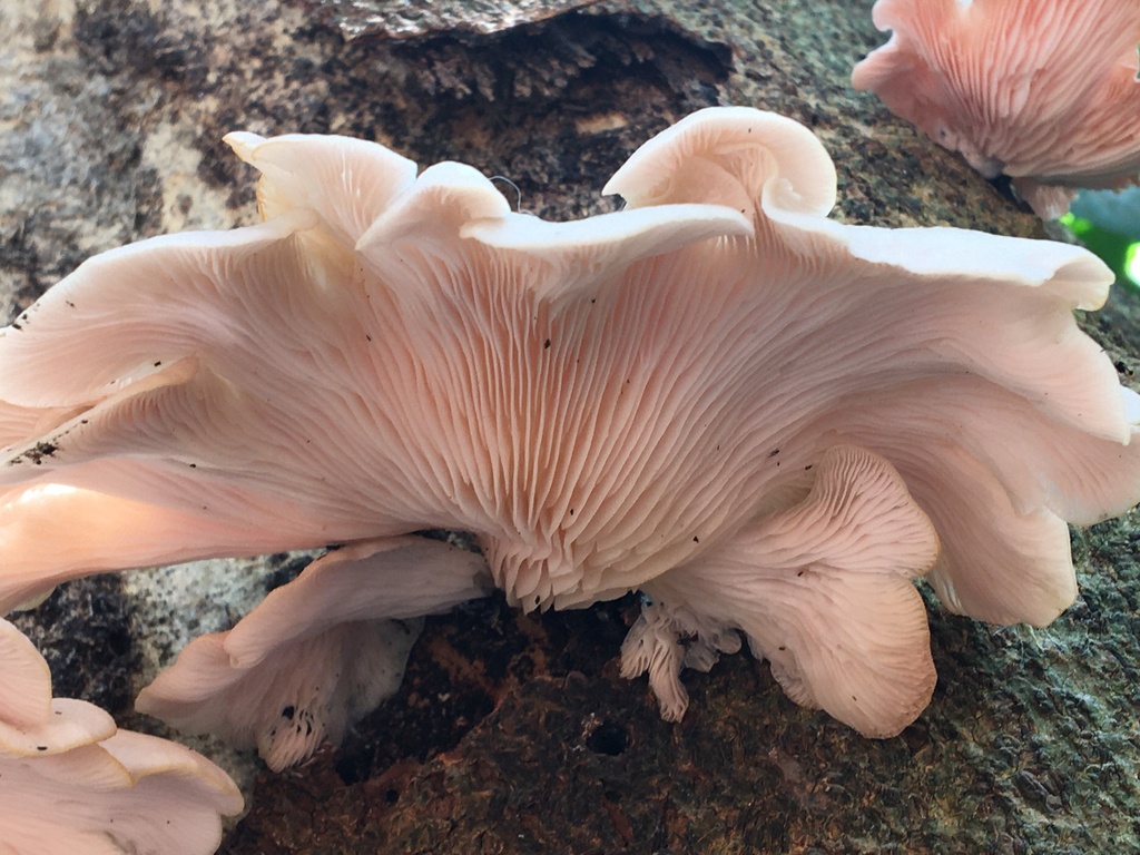 Pleurotus djamor · October 2022 · photo: © sh_rodes (iNaturalist, cc-by)