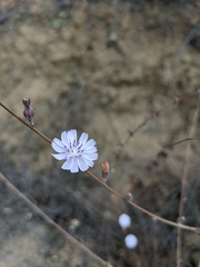 Stephanomeria diegensis