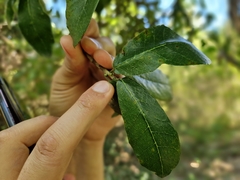Sorocea sprucei