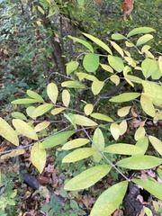 Ligustrum obtusifolium