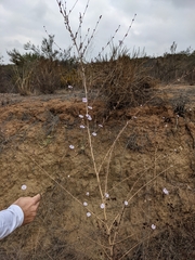Stephanomeria diegensis