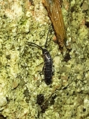Tomocerinae