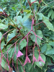 Begonia grandis