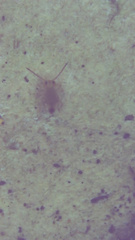 Entomobrya unostrigata