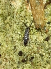 Tomocerinae