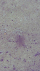 Entomobrya unostrigata