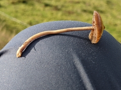 Psilocybe fimetaria