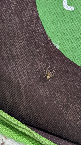 Northern Yellow Sac Spider photo 4
