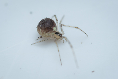 Theridion varians