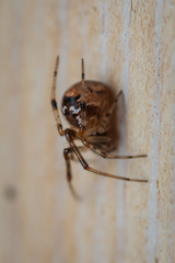 Parasteatoda lunata
